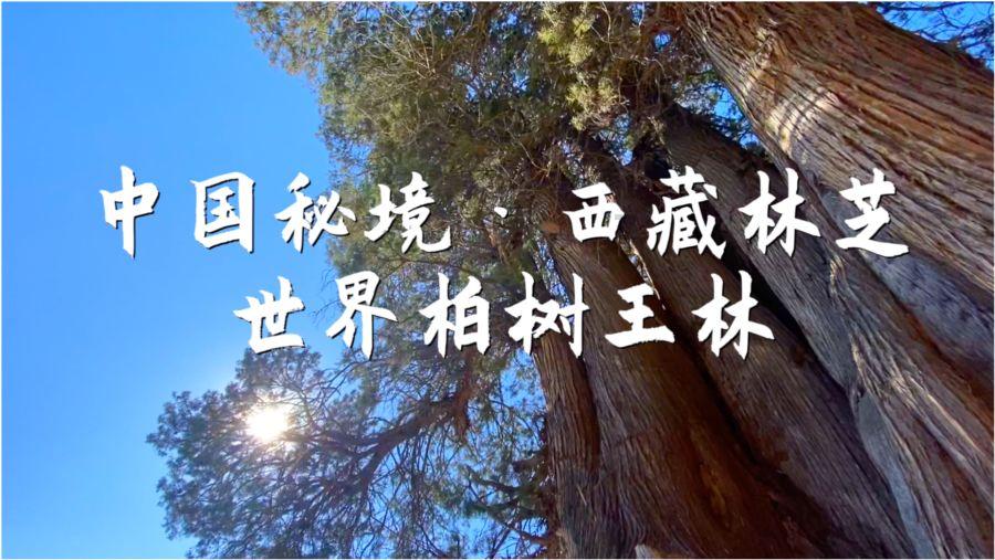 召唤神龙万宁版祖龙